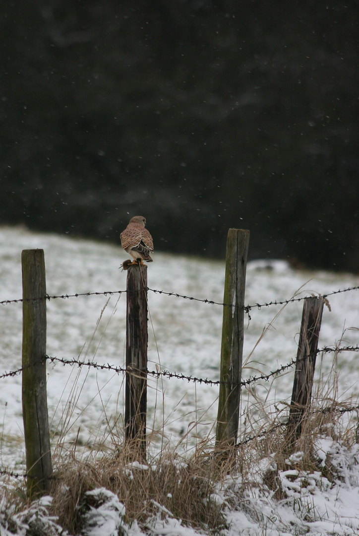 In winterlicher Umgebung