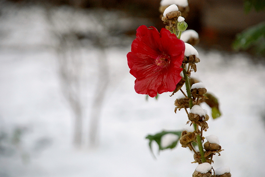 In winter's grip