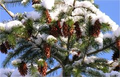 In winterweiß ist die Natur gekleidet.