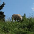 in Wischhafen auf dem Deich der Elbe ...