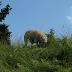 in Wischhafen auf dem Deich der Elbe ...