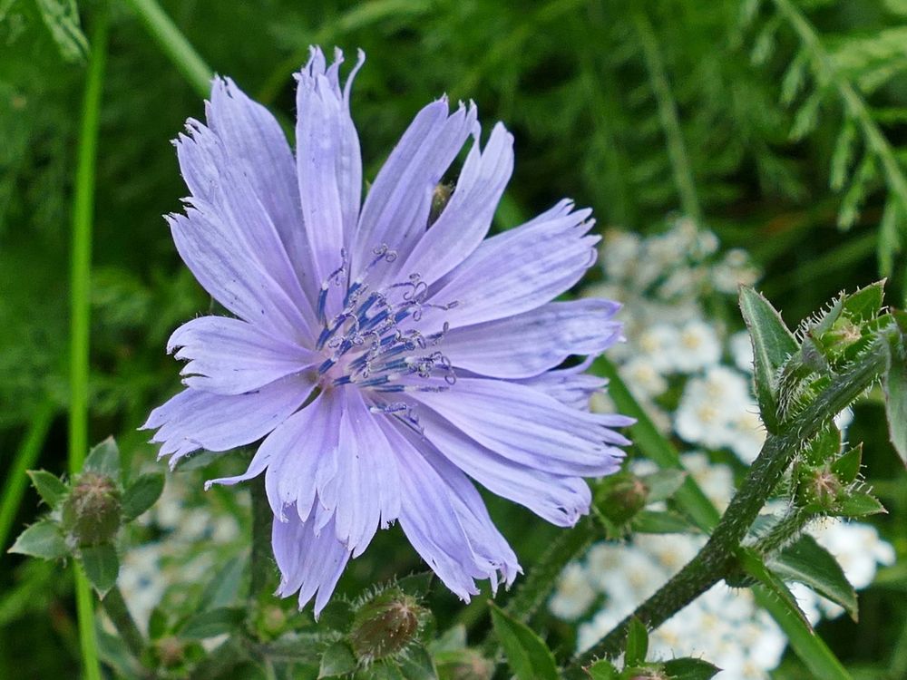 in zartem Blau Foto Bild natur blumen pflanzen in zartem Blau Foto Bild natur blumen pflanzen