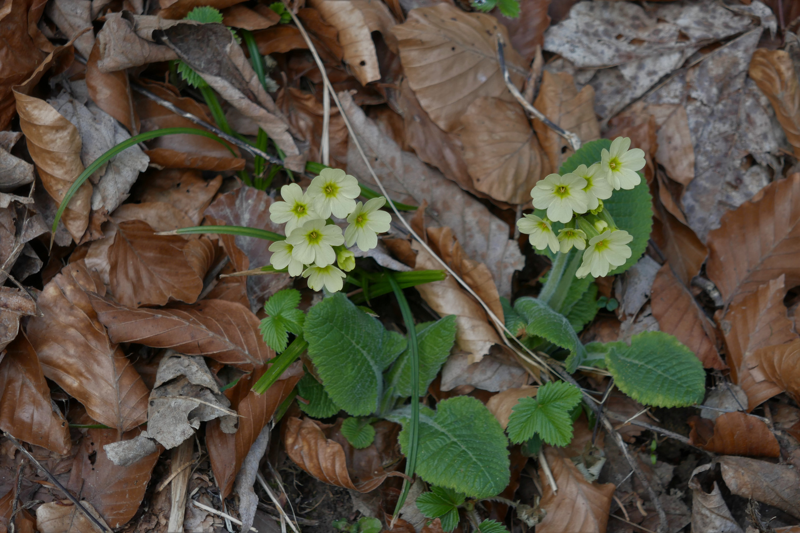 In Zeiten von Corona 11: Primula veris, unaufhaltbar ... 