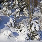 In Zinnwald ganz oben sah der Winter so aus