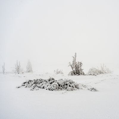 In Zinnwald ist der Winter eindrucksvoll eingezogen (3)jpg