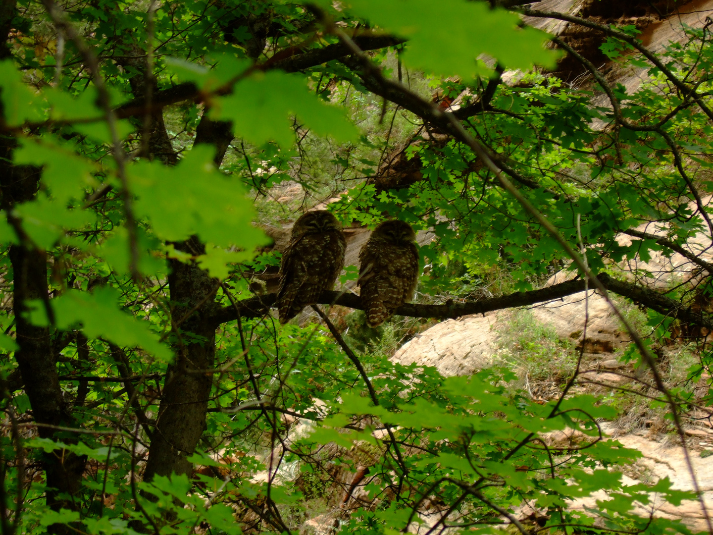 In Zion National Park