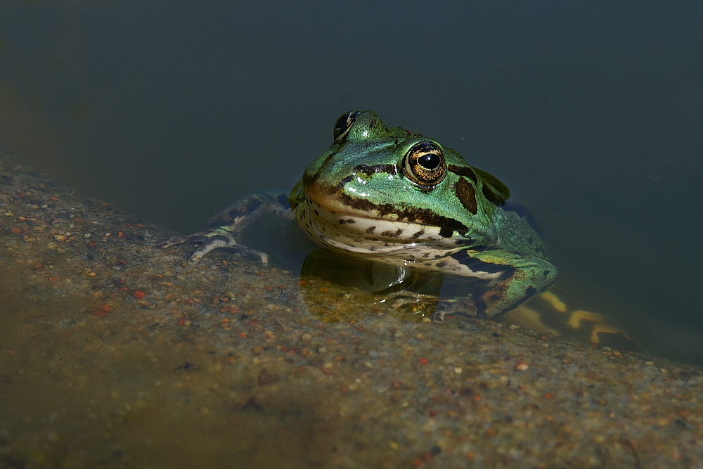 In Zungenkussreichweite