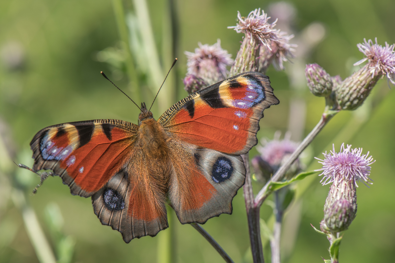Inachis io Foto & Bild natur, insekten, tiere Bilder auf