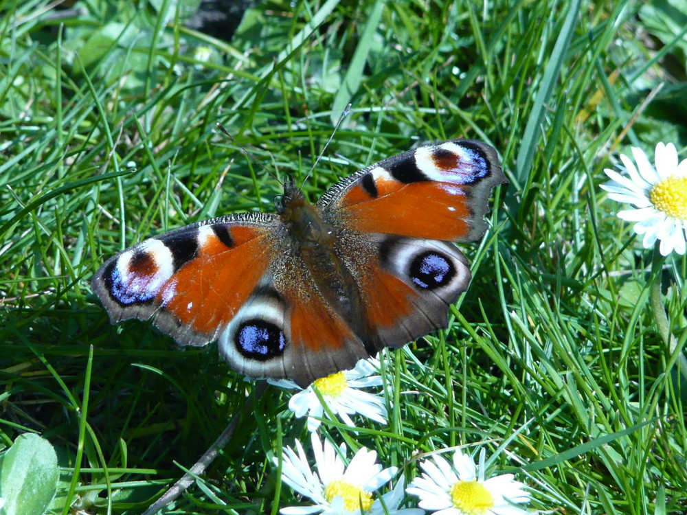 Inachis io auf Bellis Perennis