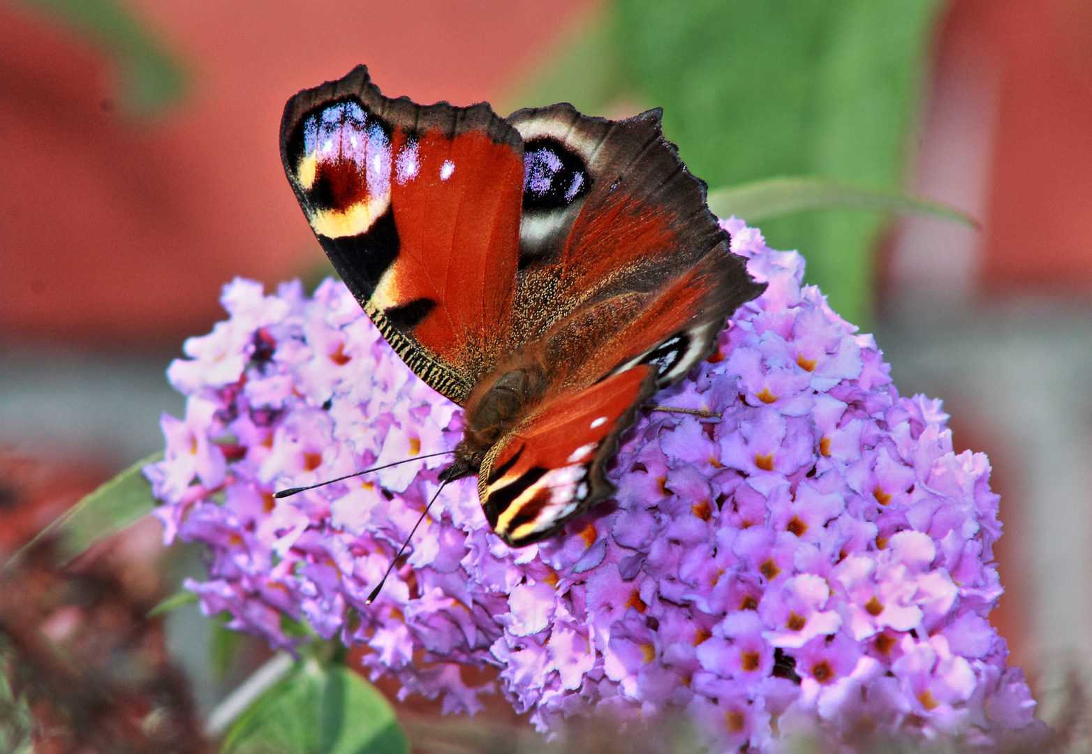 Inachis io LINNAEUS 1758