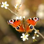 Inachis io on Prunus spinosa