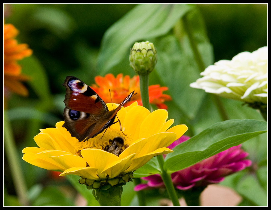 Inachis io (Tagpfauenauge mit Hummel)