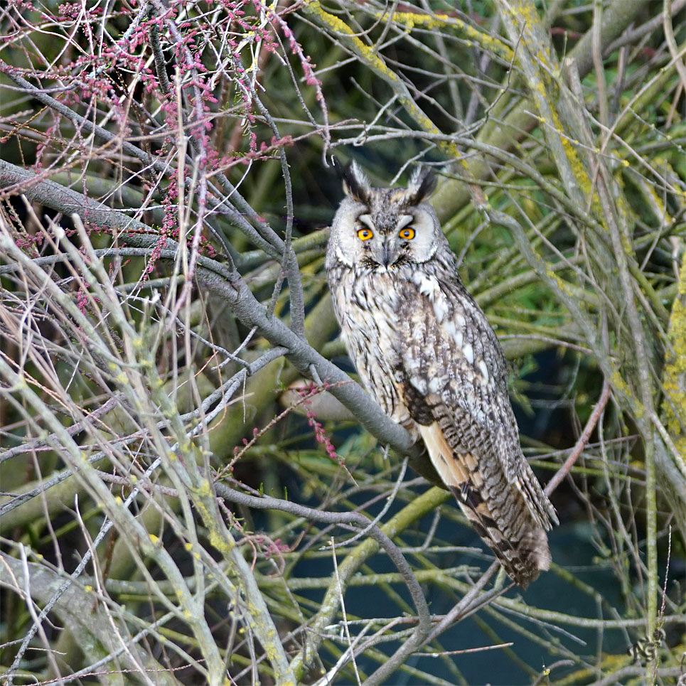 Inattendu, et surprenant.... mais très chouette -:)))