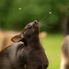 Inca, der Nasenbär!