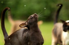 Inca, der Nasenbär!