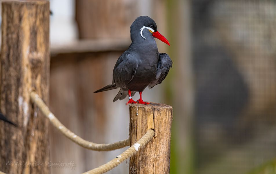 Inca tern (Larosterna inca)