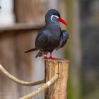 Inca tern (Larosterna inca)