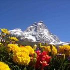 Incanto floreale a ferragosto a Cervinia