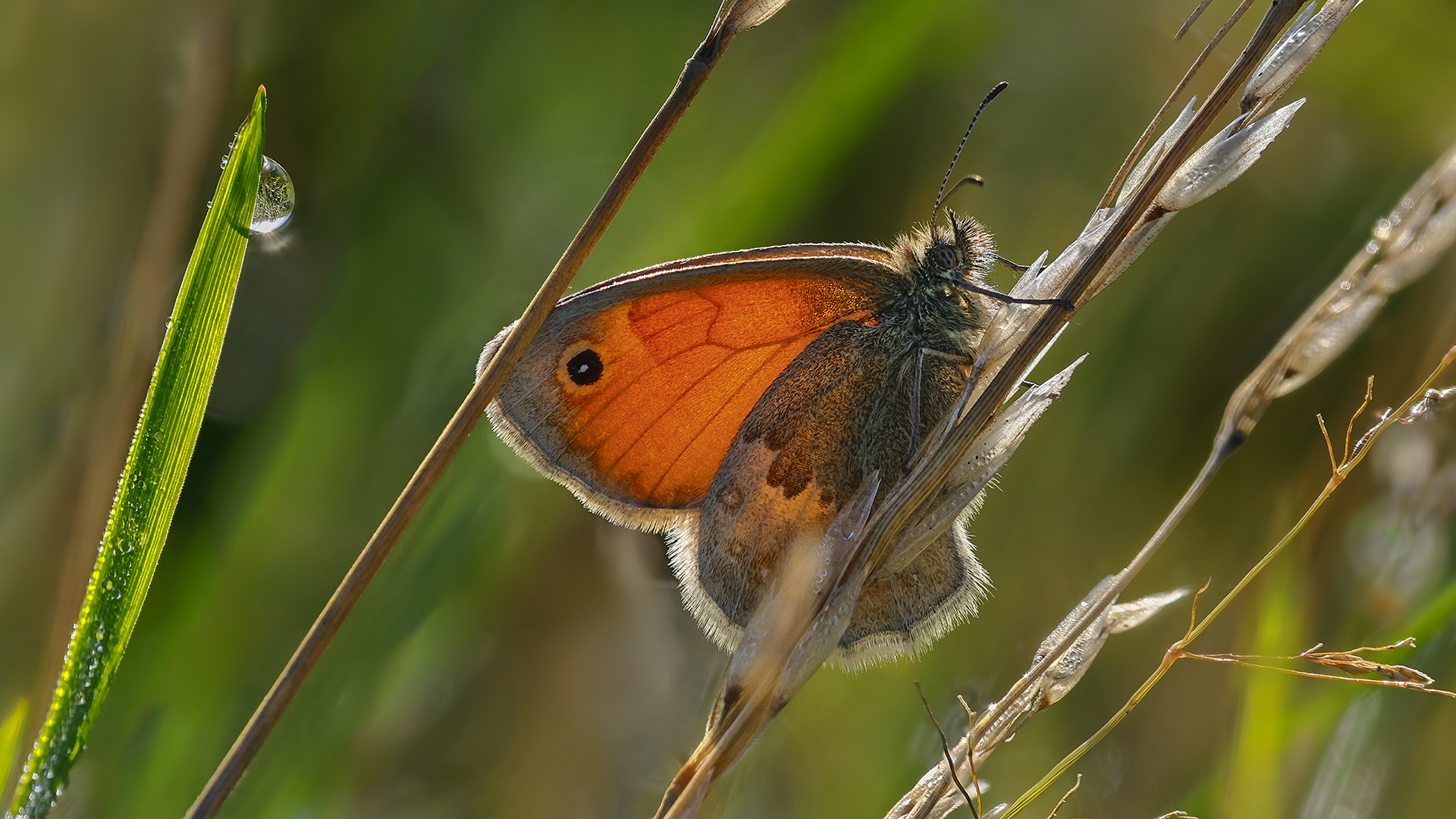 INCIDENT LIGHT versus BACK LIGHT (2) Foto & Bild sommer, natur
