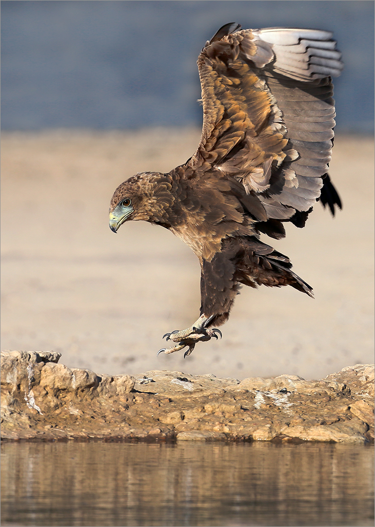 Incoming bateleur