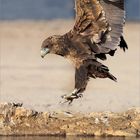 Incoming bateleur