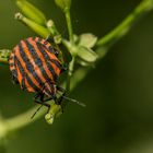 Inconnu au bataillon