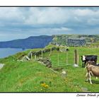 Incontri alle Cliffs of Moher