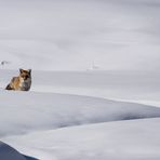 incontri d'inverno