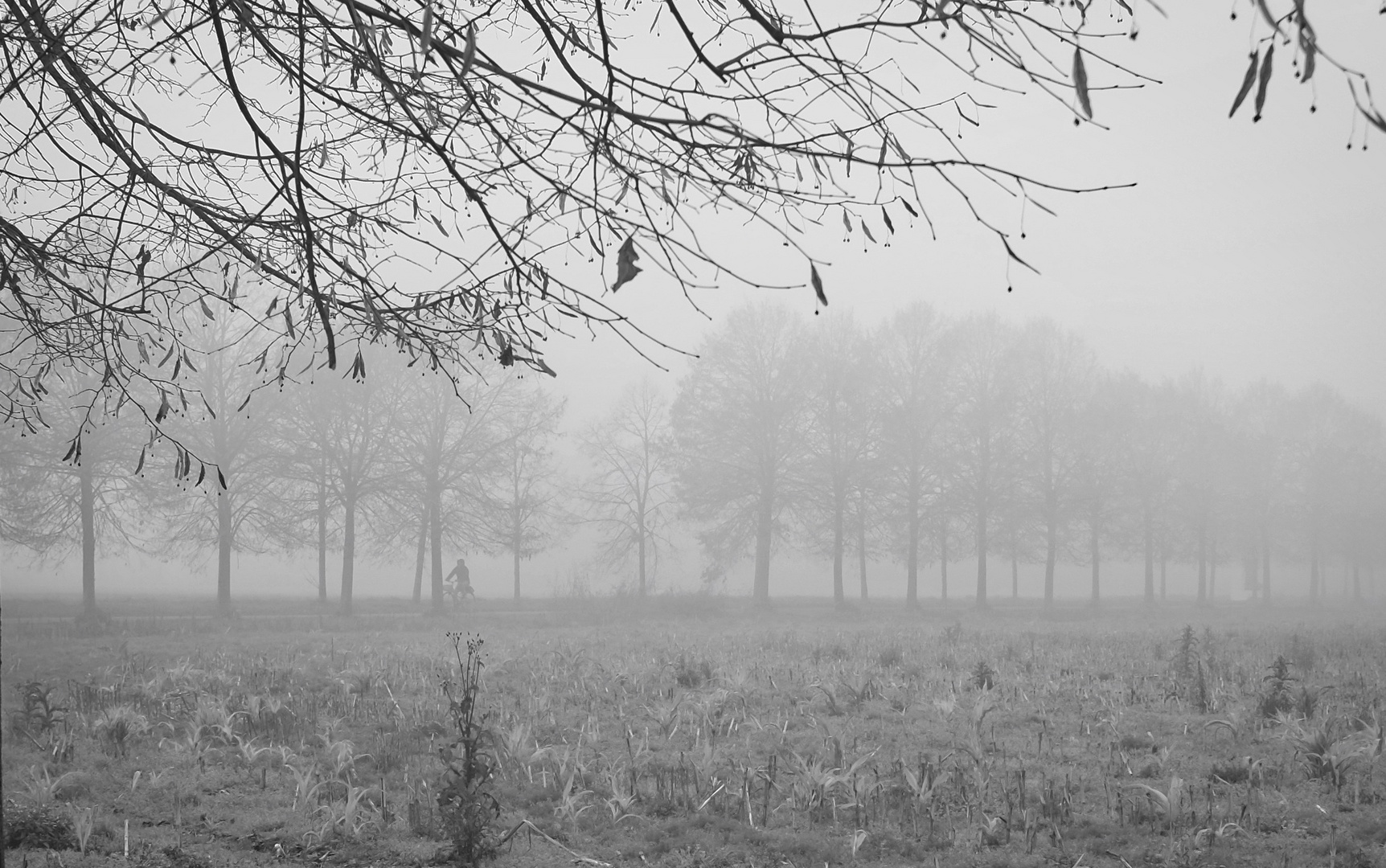 Incontri nella nebbia / 2