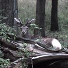 incontri serali nel bosco