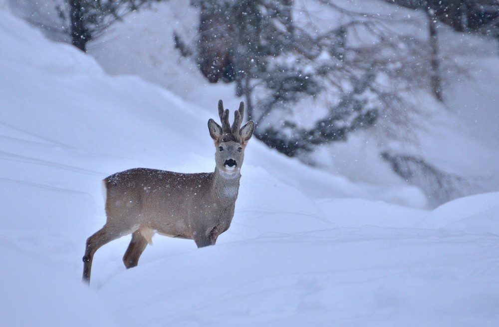 Incontri sotto la neve