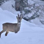 Incontri sotto la neve