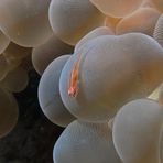 Incontri subacquei (5)