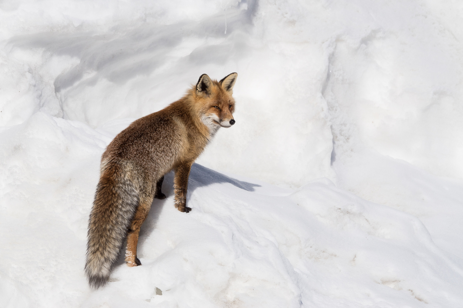 incontri sulla neve