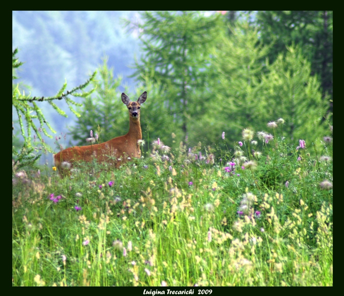 Incontro