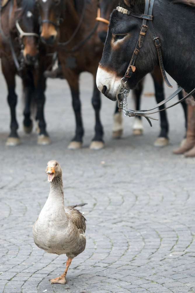 Incontro