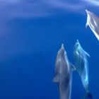 Incontro con i Delfini