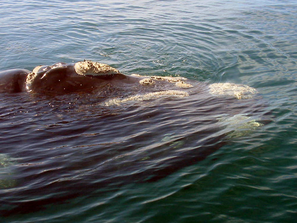 incontro con le balene in sudafrica