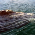incontro con le balene in sudafrica