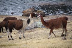 Incontro con un gruppo di lama, sul lago Surasaca