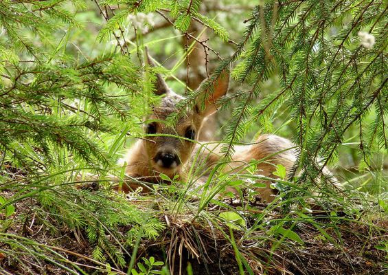 ....incontro magico....