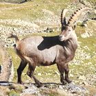 Incontro ravvicinatissimo con il re delle montagne