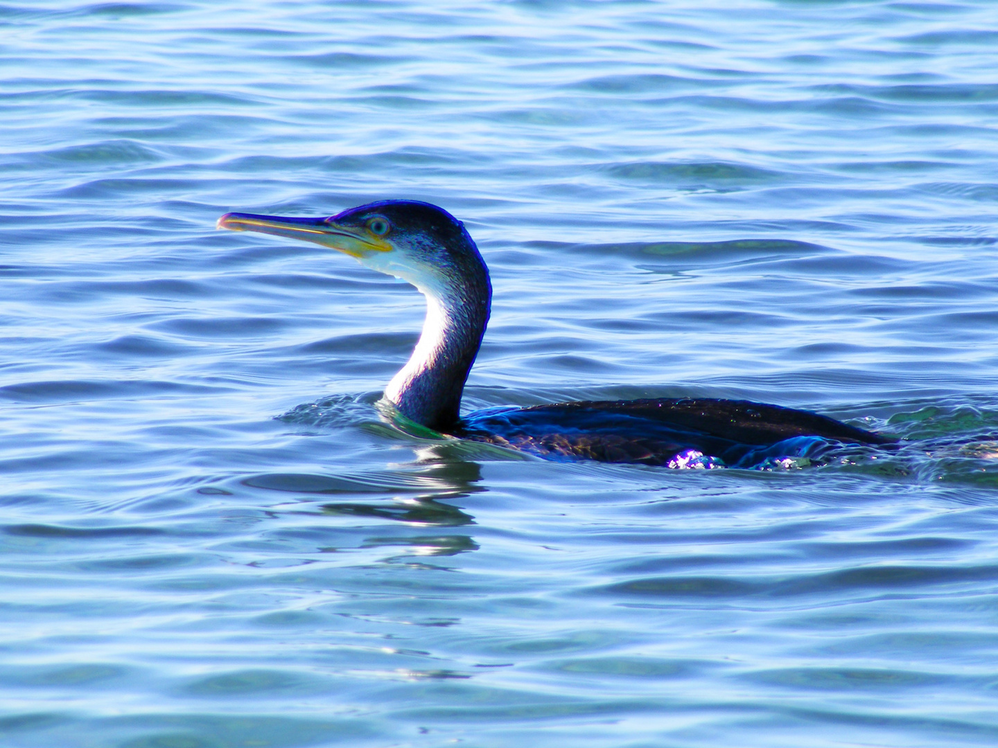 Incontro ravvicinato del.............cormorano