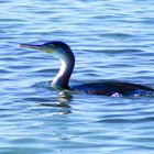 Incontro ravvicinato del.............cormorano