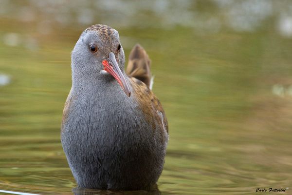 incontro ravvicinato
