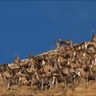 Incontro tra cervi e camosci