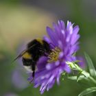 incontro tra fauna e flora