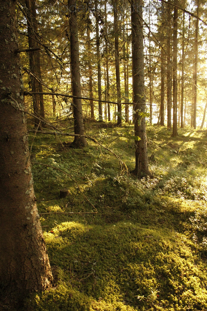 Incredible sunlight in Arvika, Sweden