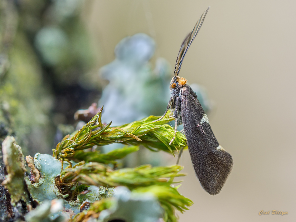 Incurvaria masculella