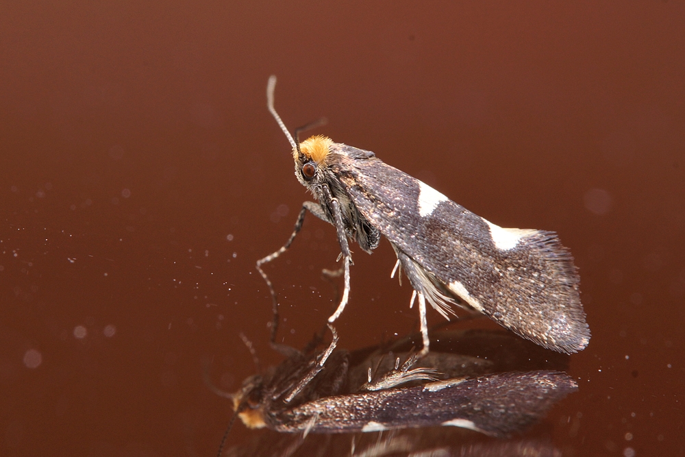 Incurvaria Masculella (w)